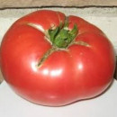 SEMINTE ROSII - T 740 GIANT SYRIAN