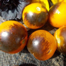 SEMINTE ROSII - T 748 INDIGO FIREBALL