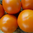 SEMINTE ROSII - T 965 BELARUS ORANGE - sezon scurt
