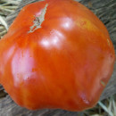 SEMINTE ROSII - T 970 GIGANTE FARINA