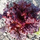 SEMINTE - D. 51 SALATA ROSIE - MERLOT