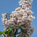 SEMINTE - D 98 PAULOWNIA TOMENTOSA