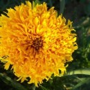 CRAITE AFRICANE - D 101 - GOLDEN YELLOW