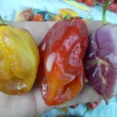SEMINTE ARDEI IUTE - AI 44 PIMENTA MORANGA X TRINIDAD SCORPION - NEIZOLAT