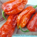 SEMINTE ARDEI IUTE - AI 61 BHUTLAH RED - NEIZOLAT