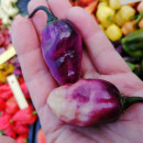SEMINTE ARDEI IUTE - AI 86 NEYDE X HABANERO WHITE GIANT (CHINENSE) - NEIZOLAT
