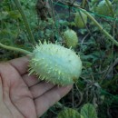 SEMINTE CASTRAVETI - D. 10 CUCUMIS ANGURIA