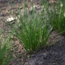 SEMINTE - D. 40 CEAPA DE TUNS - CHIVE - ALLIUM SCHOENOPRASUM