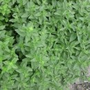 SEMINTE - D. 41 OREGANO