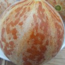 SEMINTE PEPENE GALBEN - D 123 TIGER MELON