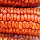 SEMINTE PORUMB INDIAN - ORANGE MAIS - P 13