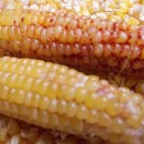 SEMINTE PORUMB POPCORN - SANGUINE POP P 27
