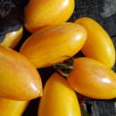 SEMINTE ROSII - T 593 YELLOW TIGER