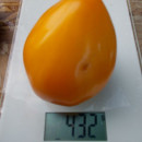 SEMINTE ROSII - T 900 ALTAI HONEY