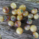 SEMINTE ROSII - T 997 AMETHYST CREAM CHERRY