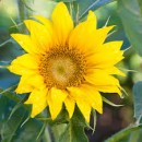 SEMINTE - D. 56 FLOAREA SOARELUI DECORATIVA I - HELIANTHUS ANNUUS