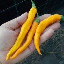 SEMINTE ARDEI IUTE - AI. 14 JALAPENNO GALBEN - NEIZOLAT