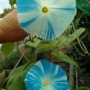 SEMINTE - D. 29 ZORELE - IPOMOEA - MORNING GLORY