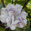 SEMINTE DATURA - D 33 DATURA DEVILS TRUMPET