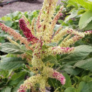 SEMINTE AMARANT - D 191 RIO SAN LORENZO II - Amaranthus hypochondriacus