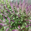 SEMINTE BUSUIOC - D 152 SCORTISOARA