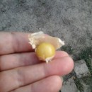 SEMINTE - D. 80 PHYSALIS PRUINOSA -ZOLOTYA ROSSIP