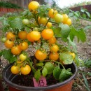 SEMINTE ROSII - T. 219 YELLOW CANARY