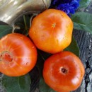 SEMINTE ROSII - T 429 GROSSE ESPAGNOLE IISSE