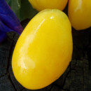 SEMINTE ROSII - T 761 OLD IVORY EGG