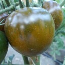 SEMINTE ROSII - T. 84 COCKTAIL CHOCOLATE TOMATO II