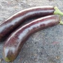 SEMINTE VINETE - V. 14 LONG PURPLE