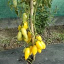SEMINTE ROSII - T. 67 BANANA CREAM