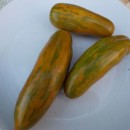 SEMINTE ROSII - T. 96 GREEN SAUSAGE