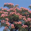 SEMINTE - D. 37 SALCAM DE MATASE - ALBIZIA JULIBRISSIN
