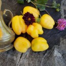 SEMINTE ROSII - T 452 DOUCHOUA PEPPER