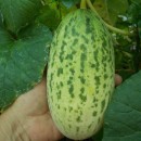 SEMINTE CASTRAVETI - D 122 KACHRI CUCUMBER
