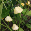 SEMINTE ARDEI IUTE - AI 100 SCOTCH BONNET SQUASH (CHINENSE) - NEIZOLAT
