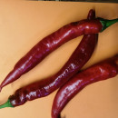 SEMINTE ARDEI IUTE - AI 111 D ARTAGNAN SWEET CHILLI