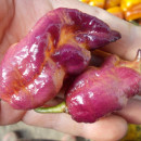 SEMINTE ARDEI IUTE - AI 93 PINK TIGER X REAPER PEACH (PHENO) - NEIZOLAT