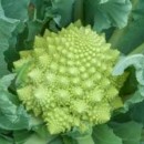 SEMINTE - D. 66 CONOPIDA ROMANESCO