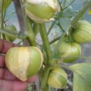 SEMINTE - D. 75 TOMATILLO - PHYLADELPHIA