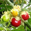 SEMINTE LITSCHI TOMATE - T. 295 SOLANUM SISYMBRIFOLIUM