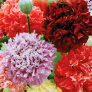 SEMINTE MAC DE GRADINA -D 141 PAEONY DOUBLE MIXED