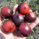 SEMINTE ROSII - T. 110 H 34 ROT - JOLIE COEUR