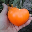 SEMINTE ROSII - T.171 ORANGE STRAWBERRY