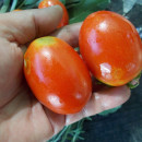 SEMINTE ROSII - T 777 DE BERAO ROT