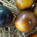 SEMINTE ROSII - T 901 CHOCOLATE MARMALADE
