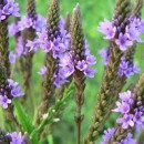 SEMINTE VERBINA - D 185 Sporis - verbena officinalis