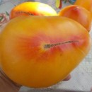 SEMINTE ROSII - T. 160 ORANGE RUSSIAN
