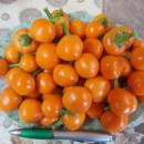 SEMINTE ARDEI IUTE - AI. 10 ORANGE CHERRY BOMB - NEIZOLAT